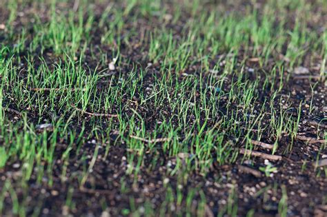 Grass seed for overseeding. Things To Know About Grass seed for overseeding. 